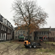 Groeiplaatsverbetering: Rode Beuk in gemeente Sint-Michielsgestel