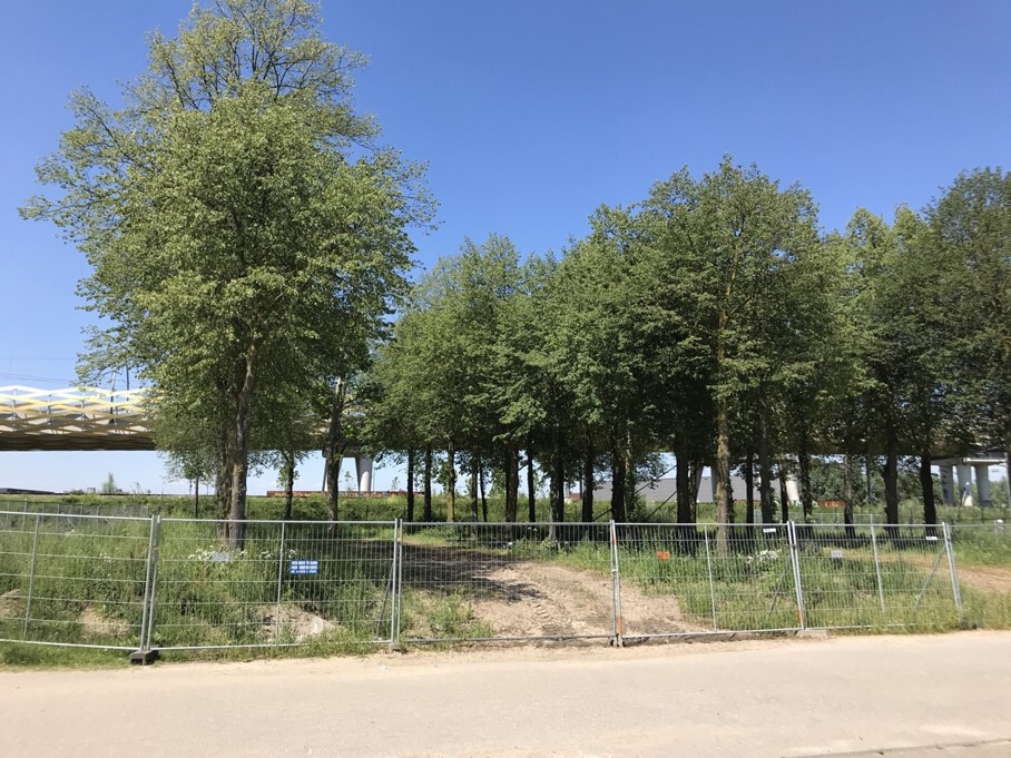 Bomen in gezonde staat nabij Orthenseweg