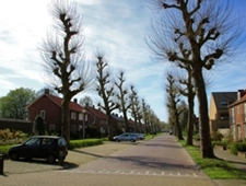  Plaats voor de platanen in Waalwijk