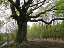 Hoe blijft mijn monumentale boom veilig en gezond? 