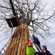 Monumentale uitgeputte beuk in Vught tóch van de dood gered!