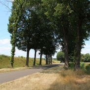 Snelfietsroute aanleggen? Bomen Effect Analyse uitvoeren!