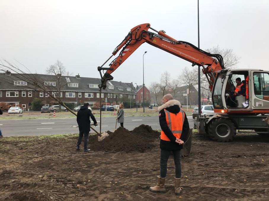 Gezonde bomen worden terug gezet op Orthenseweg