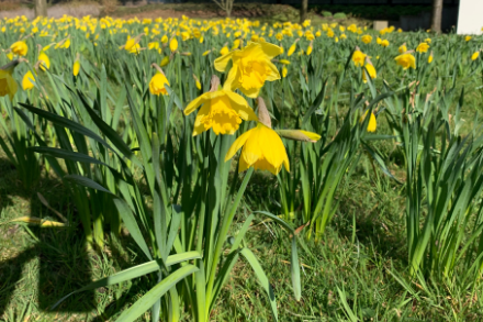 voorjaar narcissen 