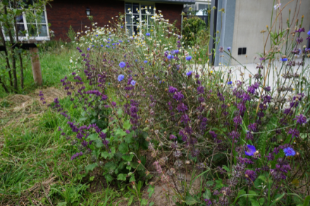 Bloemrijke tuin