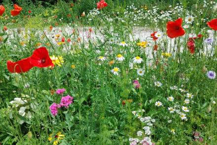 Kleurrijke tuin in lente