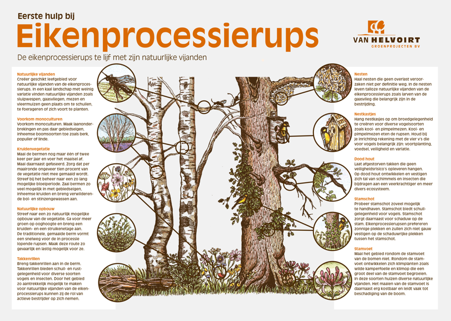 Infographic Eikenprocessierups