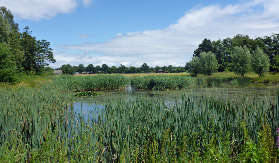 Riet beheersen