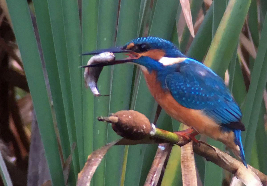 Ijsvogel tijdens aanlegwerkzaamheden