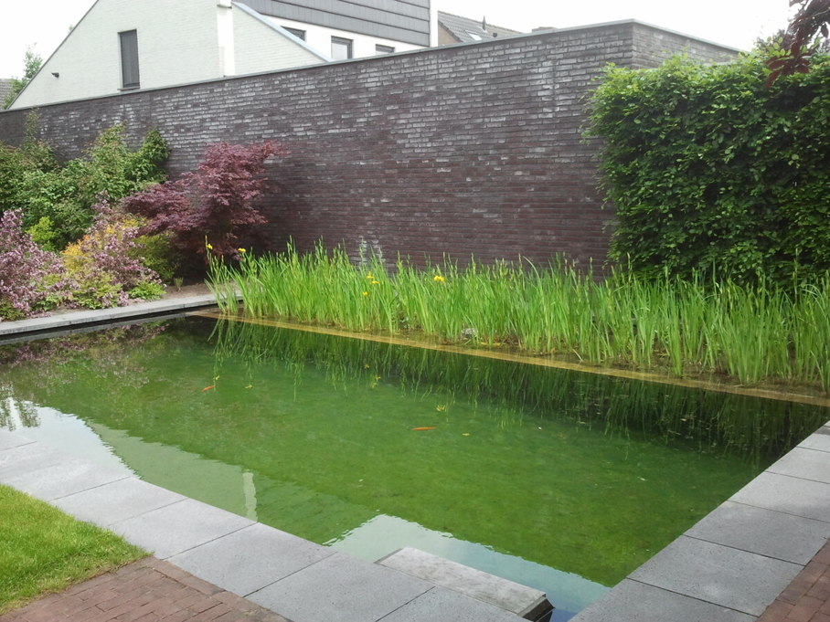 Zwemvijver particuliere tuin klein