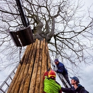 Monumentale uitgeputte beuk in Vught tóch van de dood gered! 