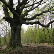 Hoe blijft mijn monumentale boom veilig en gezond? 