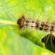 Mini-symposium ‘Natuurlijke beheersing van de eikenprocessierups’