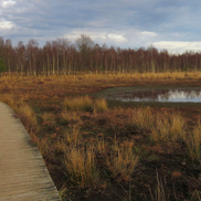 Droogte heeft nog steeds impact op de natuur