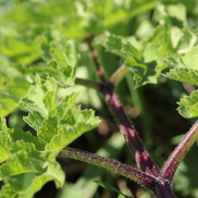 Eetbare- en geneeskrachtige bermplanten