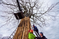 Monumentale uitgeputte beuk in Vught tóch van de dood gered! 