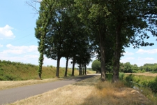 Snelfietsroute aanleggen? Bomen Effect Analyse uitvoeren!