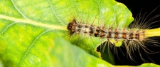 Mini-symposium ‘Natuurlijke beheersing van de eikenprocessierups’