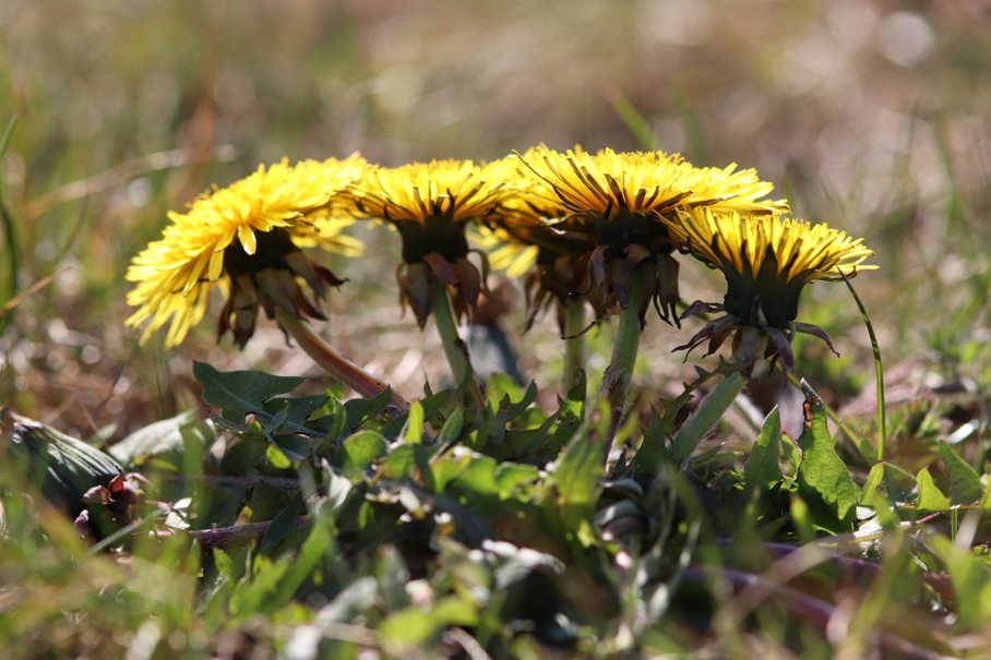 Paardenbloem