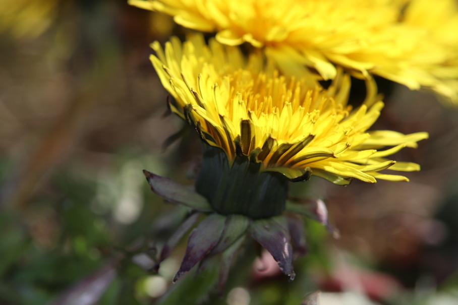 Paardenbloem in bloei