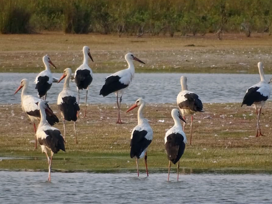 Ooienvaars biodiversiteit