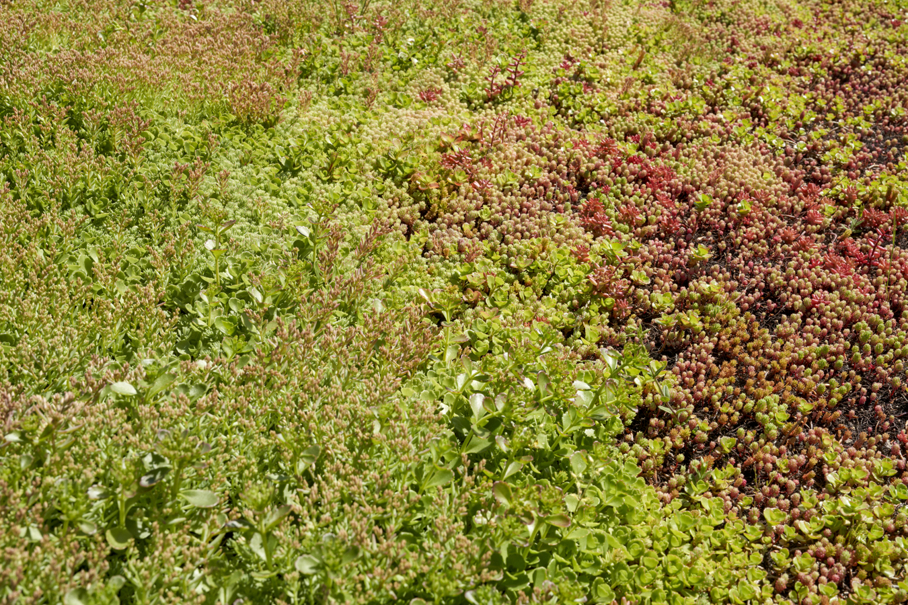 sedum mix