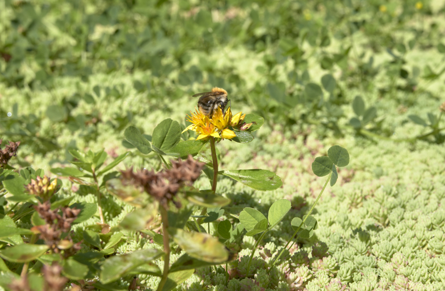 Biodiversiteit sedum