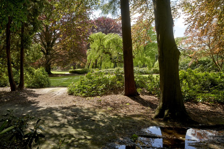 Monumentale bomen in park