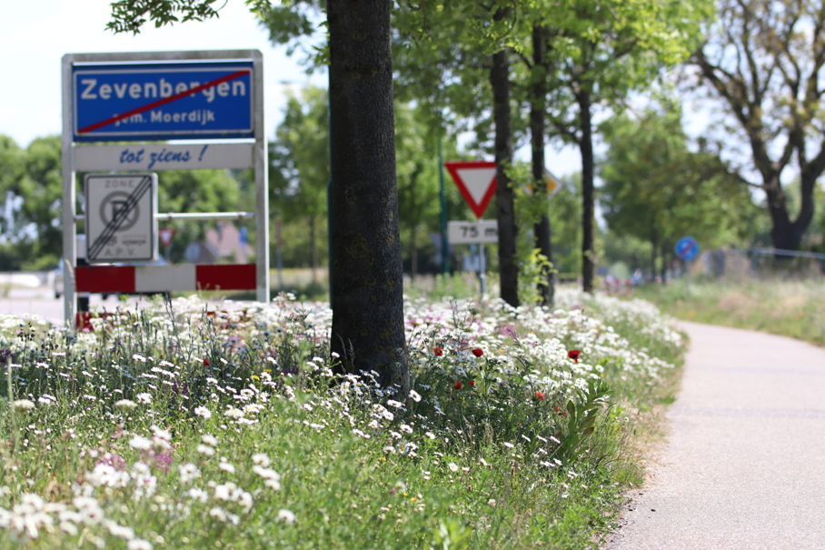 Kruidenrijke bermen langs fietspad