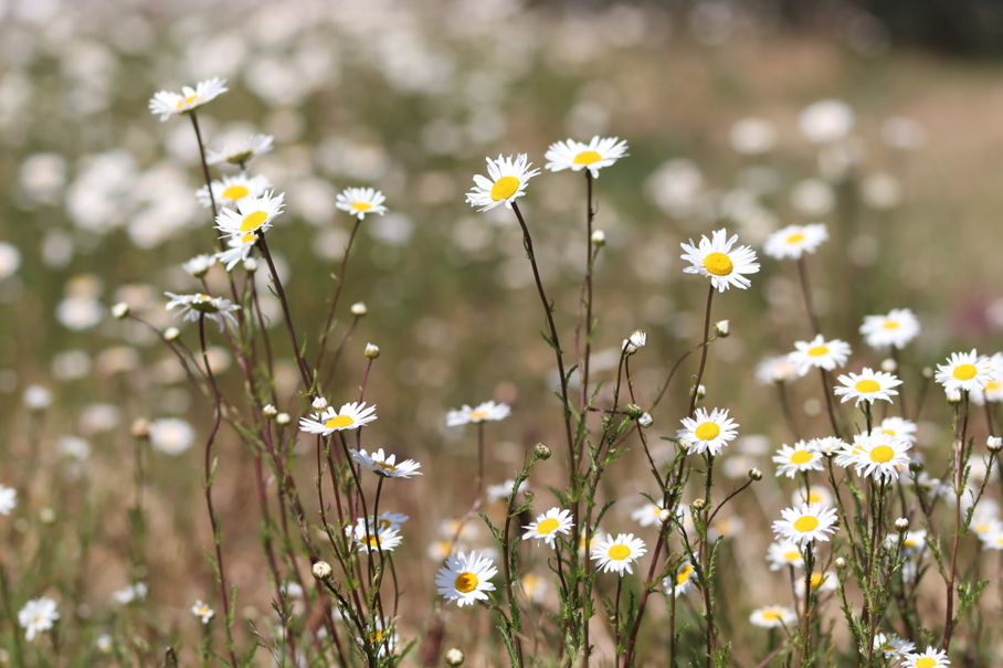 Verhogen van biodiversiteit