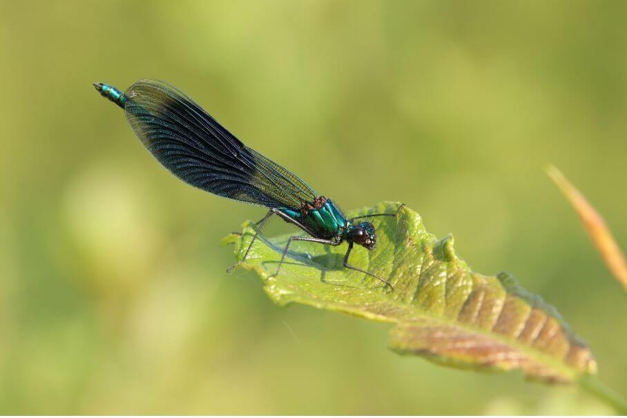 libelle moerenburg