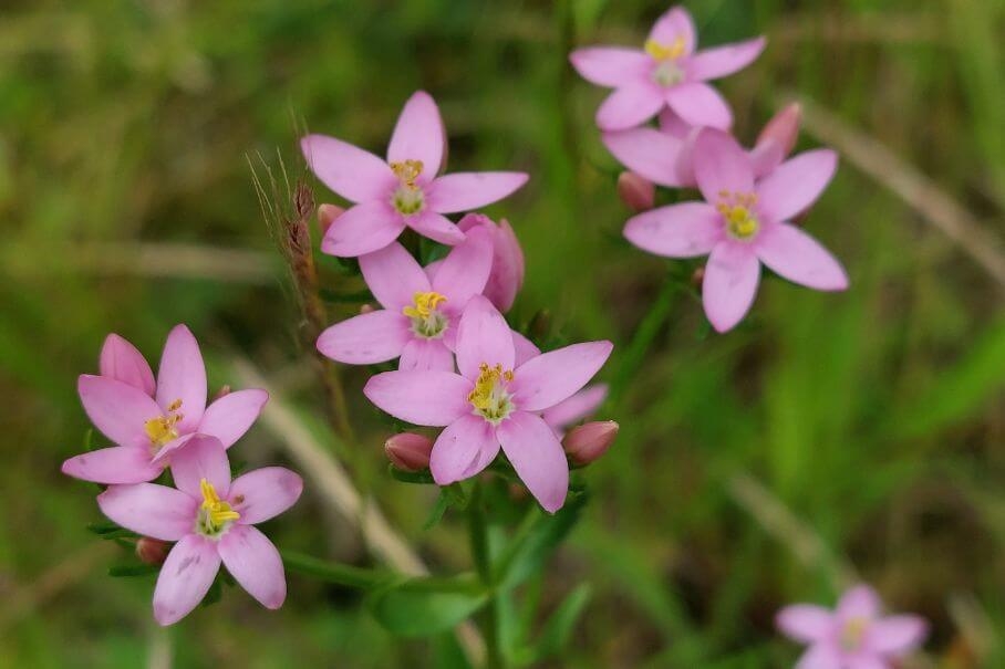 bloemen moerenburg