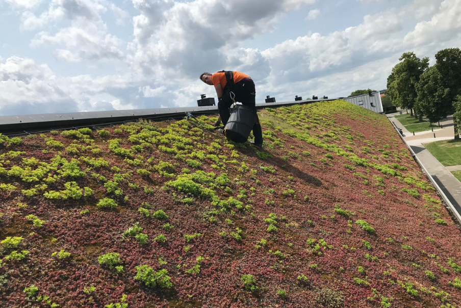 hovenierswerkzaamheden daken