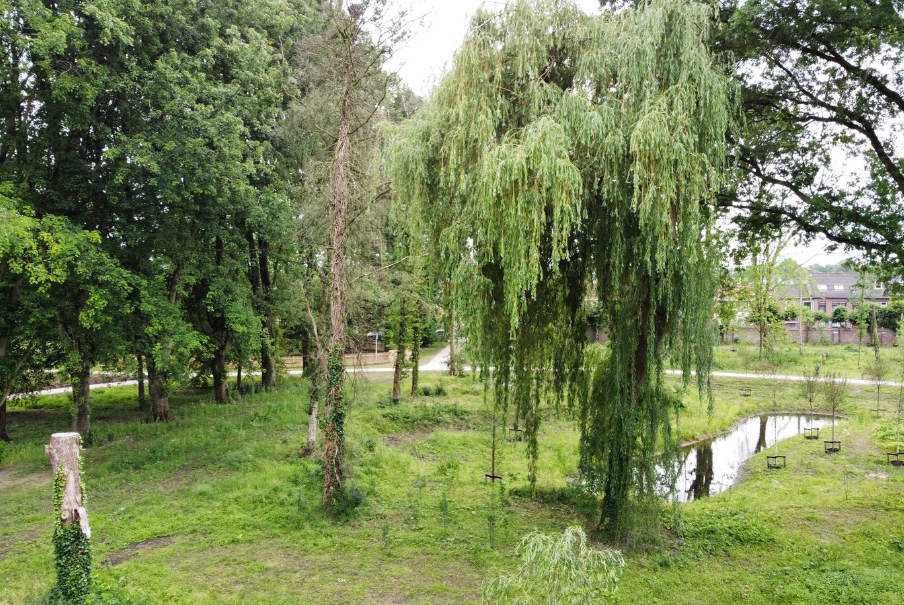 behoud van bomen en nieuwe aanplanting in stadspark