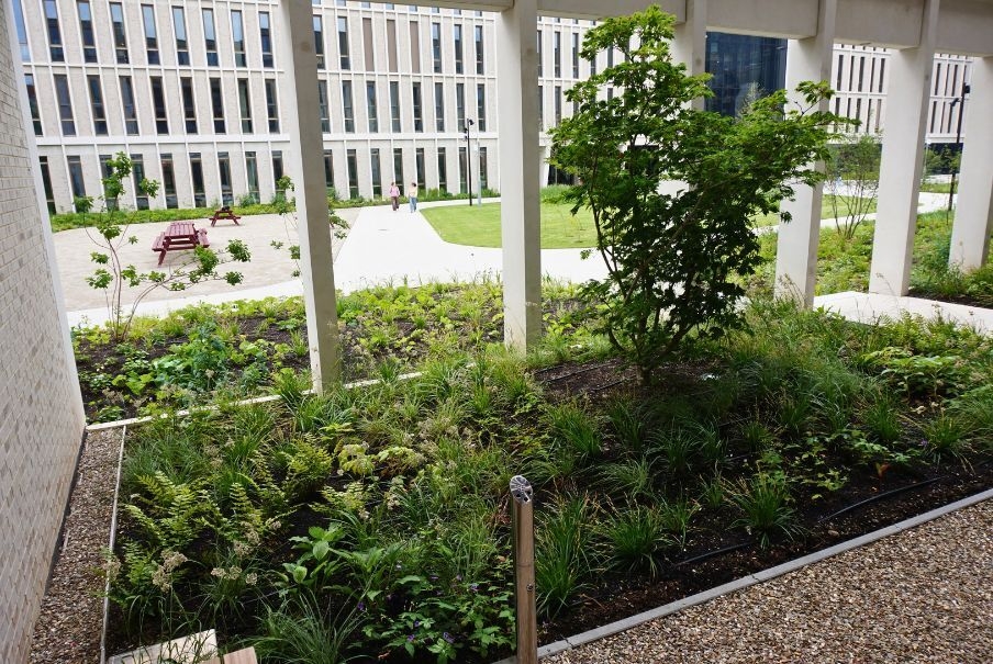 Beplanting daktuin Avans Hogeschool