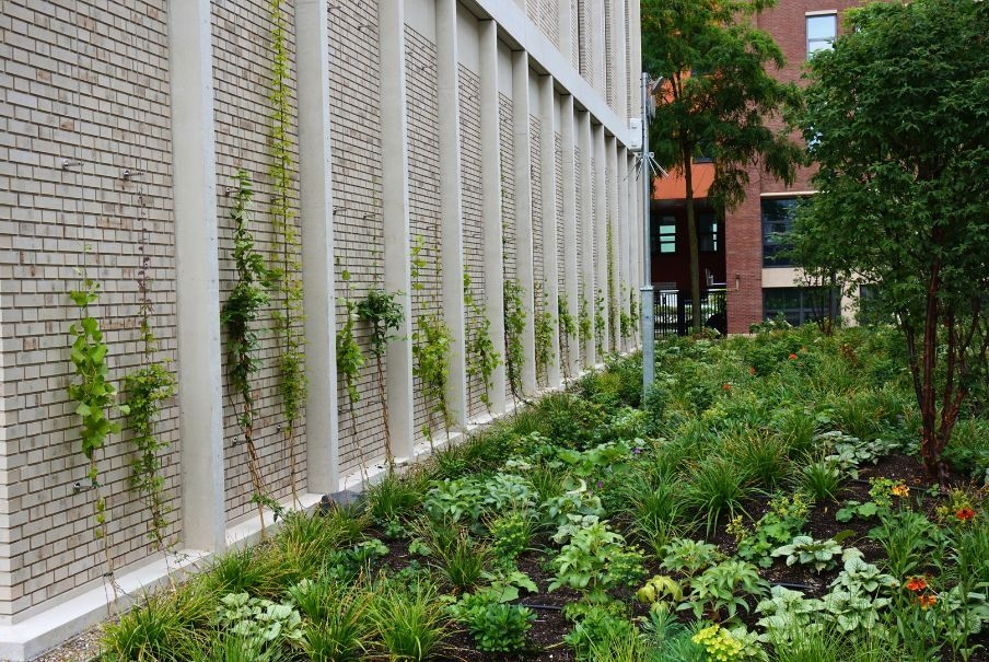 Klimplanten Avans Hogeschool