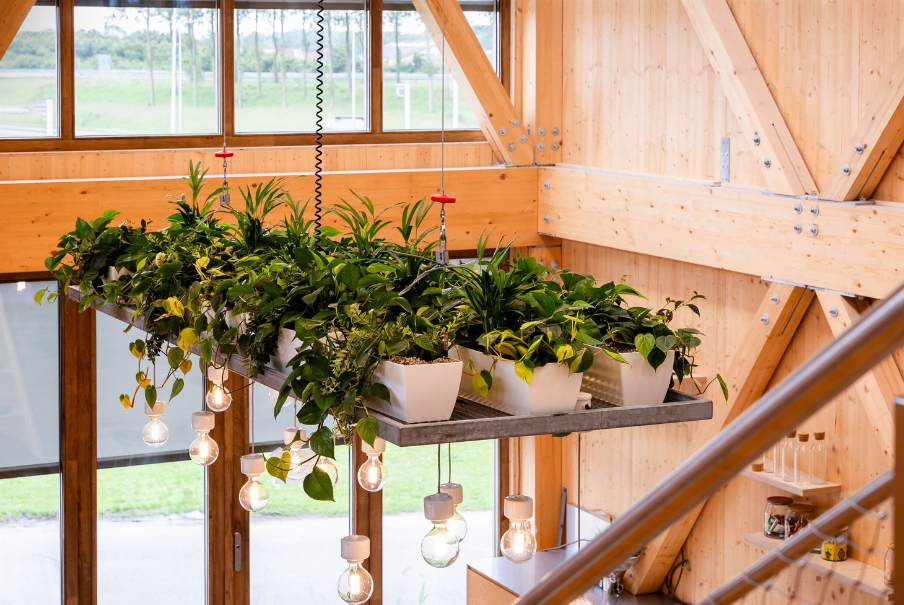 Binnengroen hangplanten