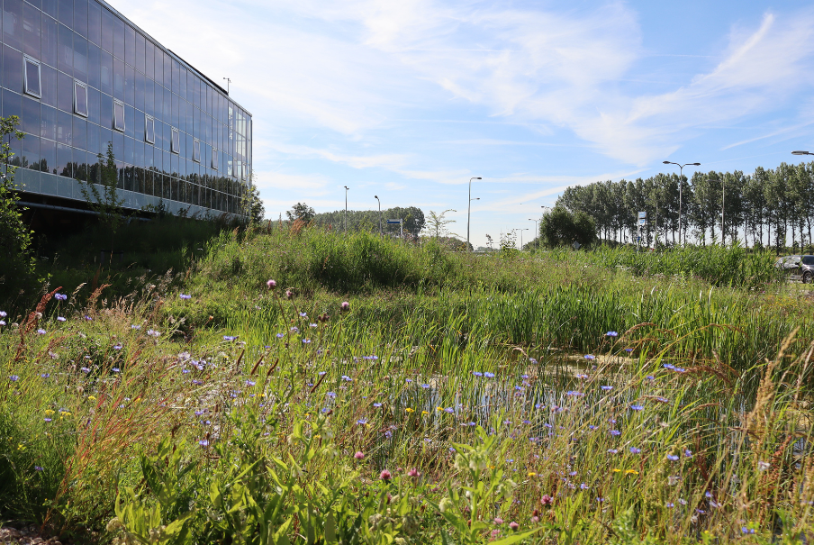 Biodiversiteit Het Energiehuis