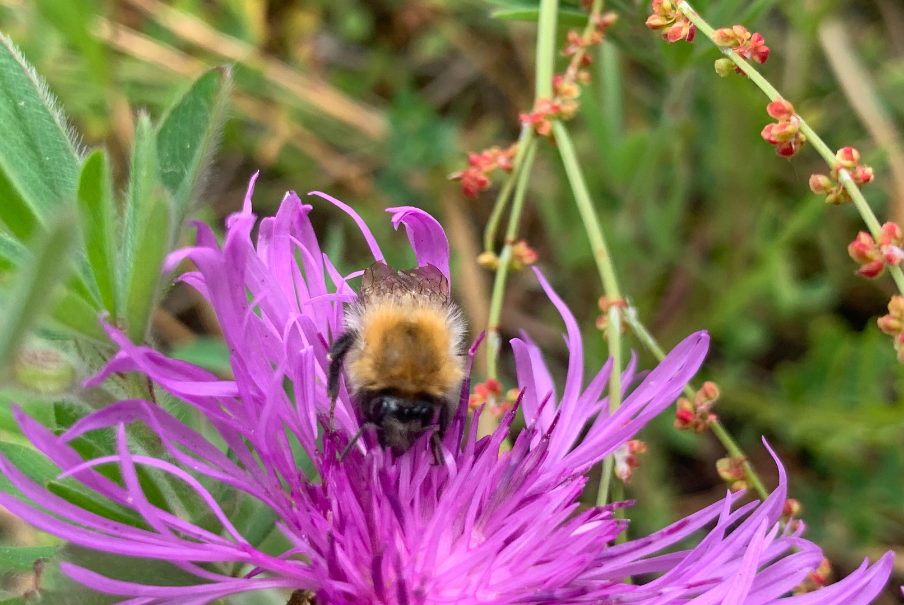 Biodiversiteit