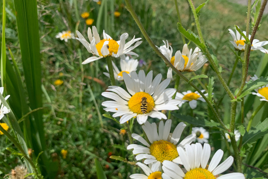 Kleurrijke berm
