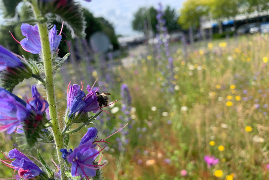 Hommel, bijen. vlinders