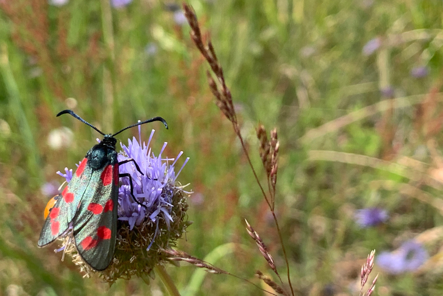 Insecten
