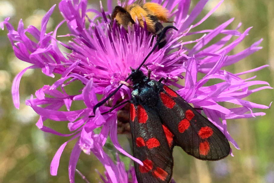 Aantrekken biodiversiteit