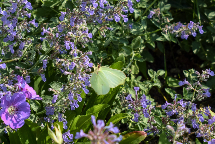 Biodiversiteit