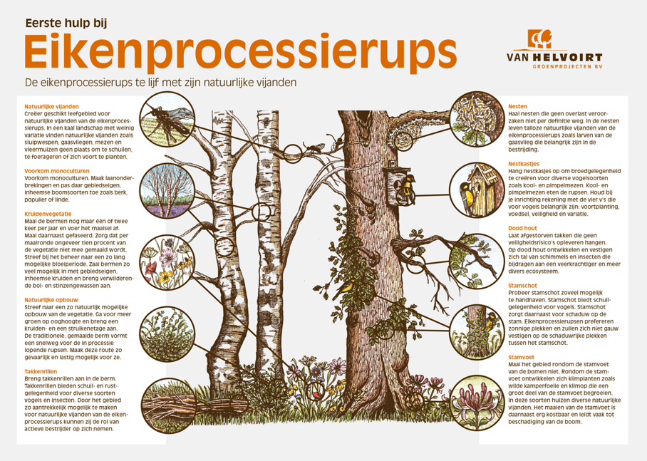 Eerste hulp bij Eikenprocessierups