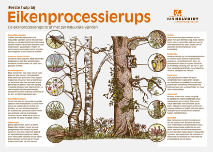 Eikenprocessierups