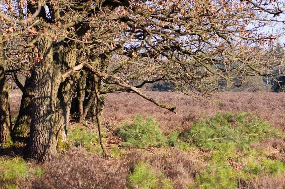 Grove dennen steken ten behoeve van natuurbeheer heide