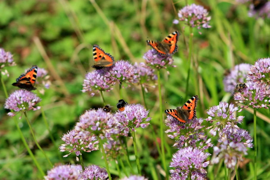 bloemen en vlinders