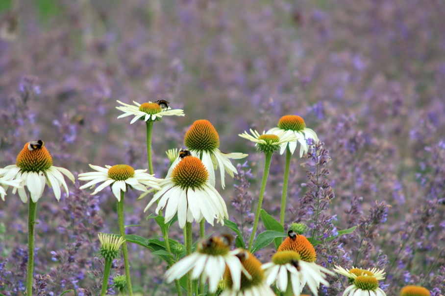 Bijen en bloemen